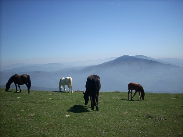 06-Cavalli bradi al pascolo sul crinale.jpg